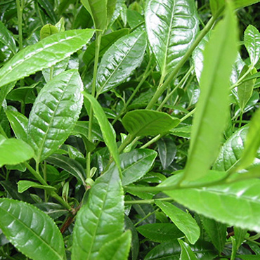 茶葉養(yǎng)生文化現(xiàn)狀